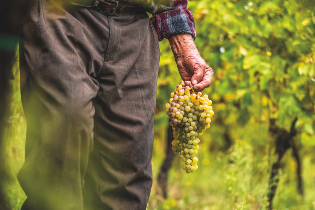 Uve italiane per il vino della cantina d'Italia