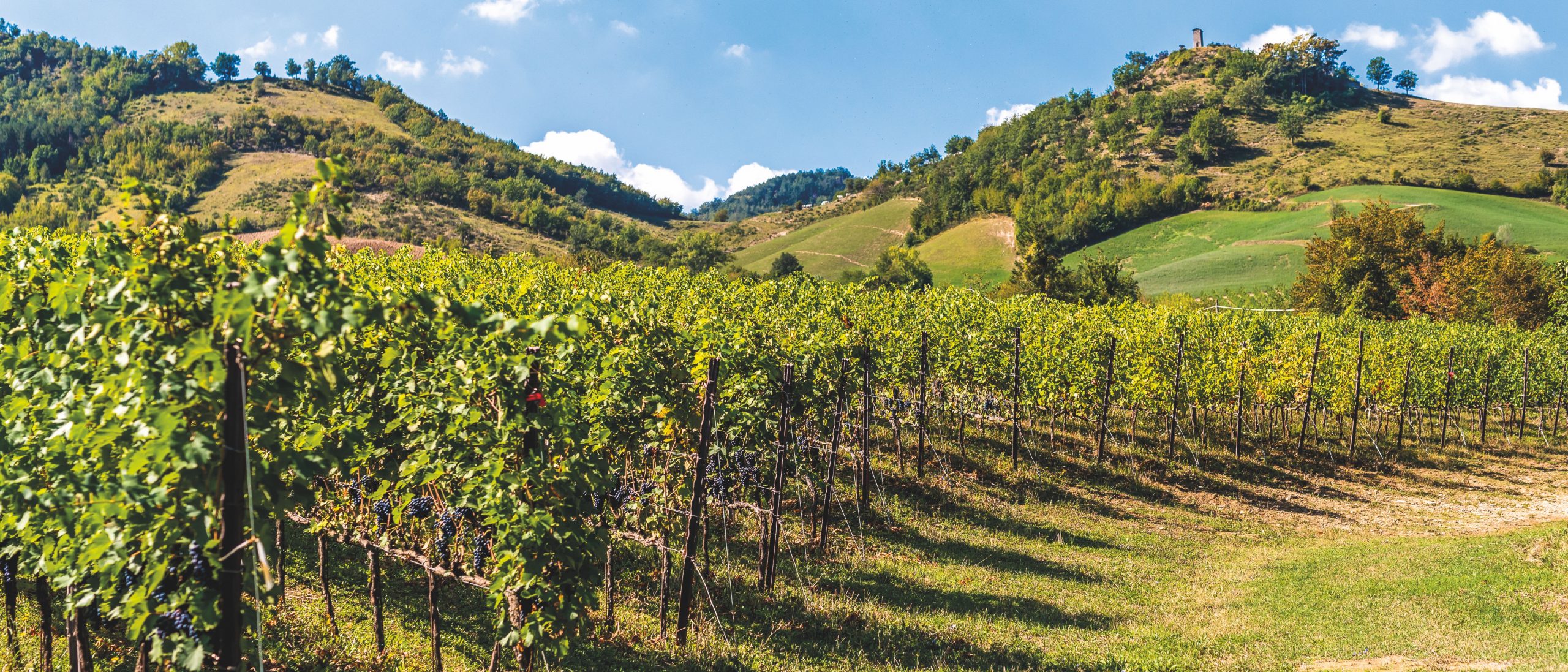 Vigneti e uve tra le colline del territorio per Caviro, la cantina d'Italia
